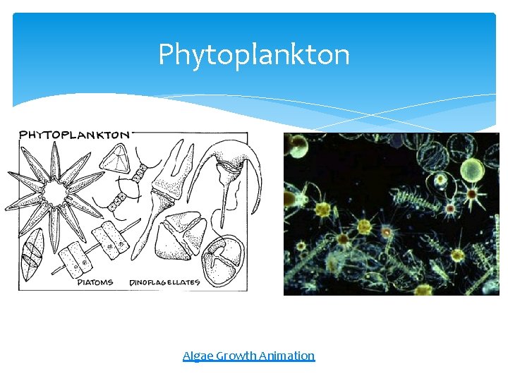 Phytoplankton Algae Growth Animation 