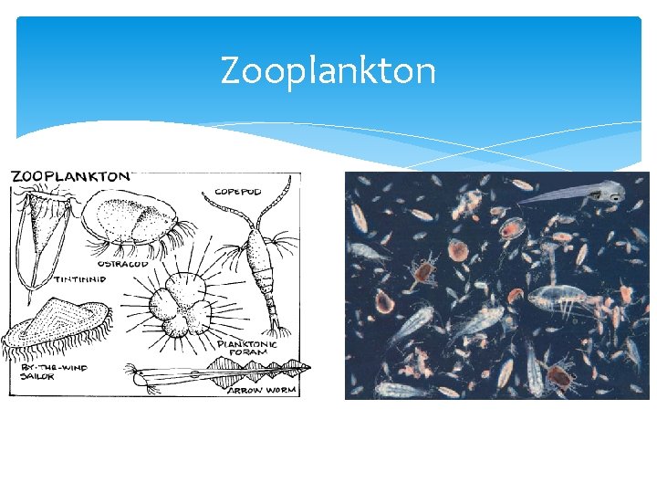 Zooplankton 