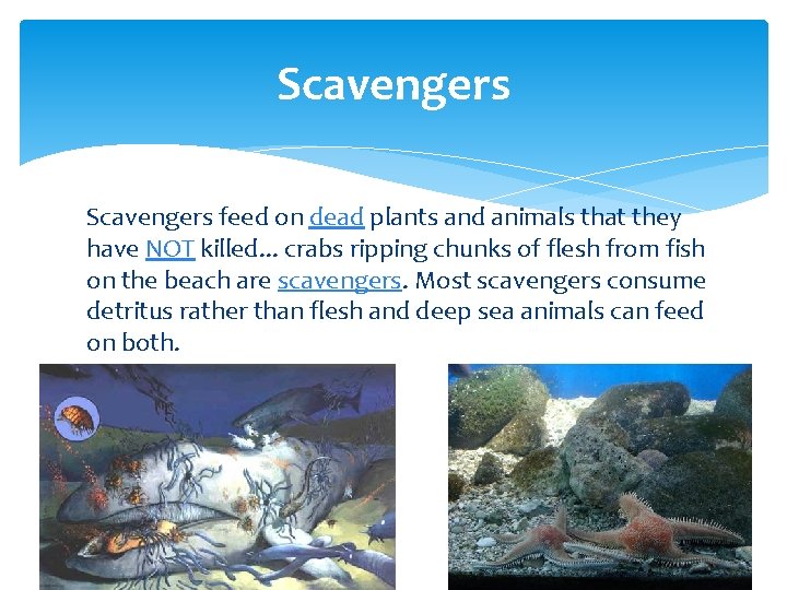 Scavengers feed on dead plants and animals that they have NOT killed. . .