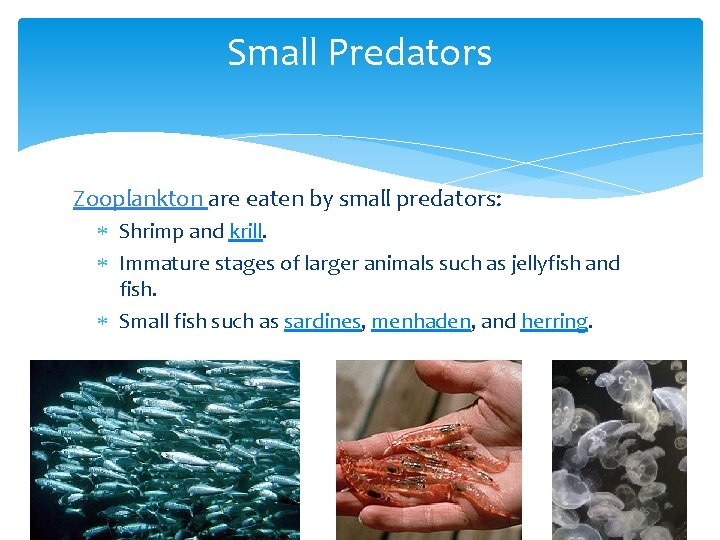 Small Predators Zooplankton are eaten by small predators: Shrimp and krill. Immature stages of