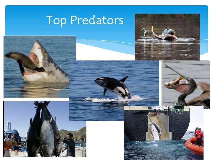 Top Predators 