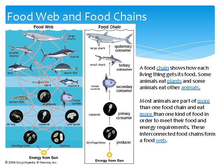 Food Web and Food Chains A food chain shows how each living thing gets