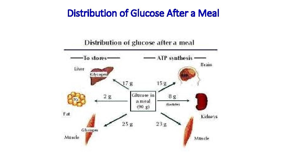 Distribution of Glucose After a Meal 