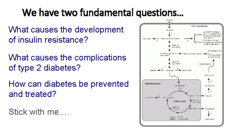 We have two fundamental questions… What causes the development of insulin resistance? What causes