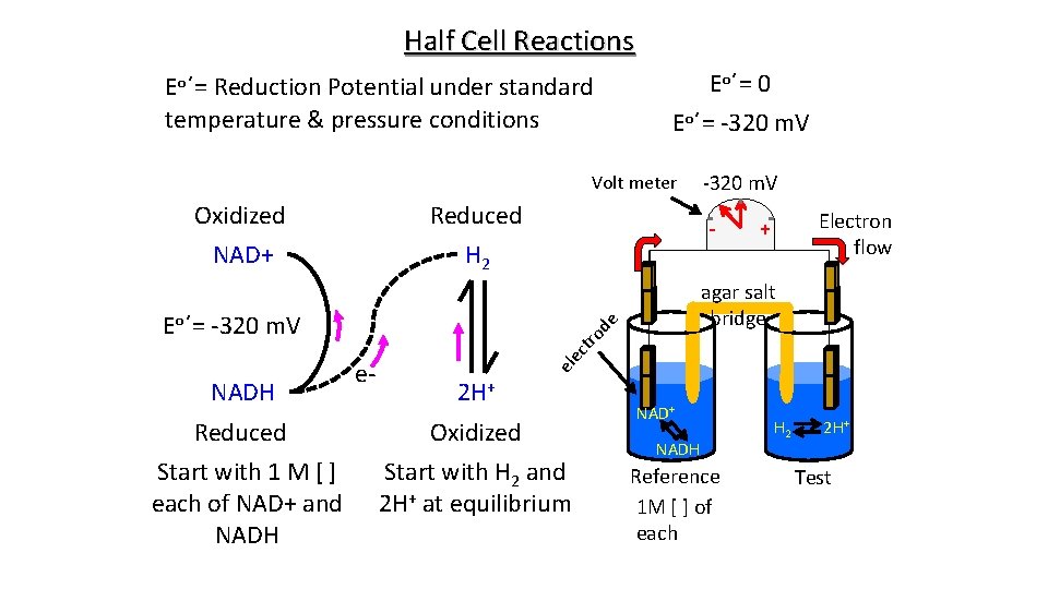 Half Cell Reactions Eo΄= Reduction Potential under standard temperature & pressure conditions Eo΄= 0