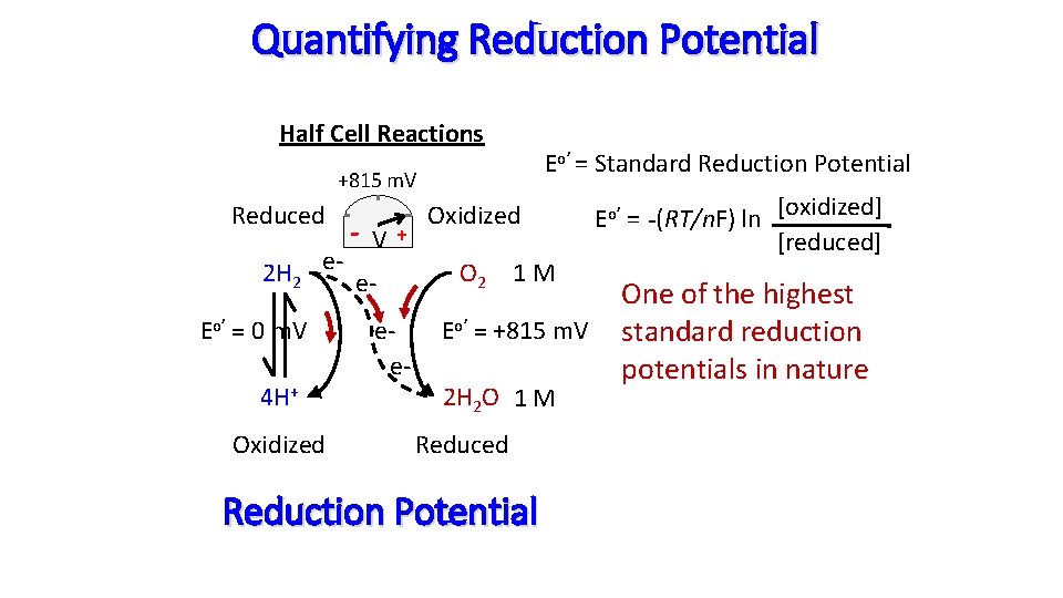 Quantifying Reduction Potential Half Cell Reactions Eo’ = Standard Reduction Potential +815 m. V