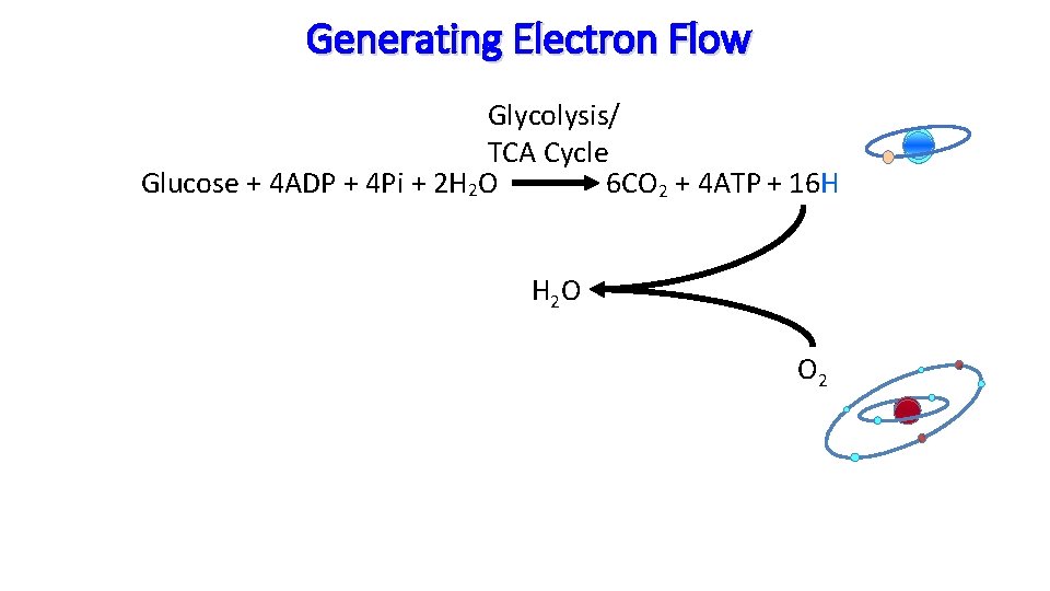 Generating Electron Flow Glycolysis/ TCA Cycle Glucose + 4 ADP + 4 Pi +