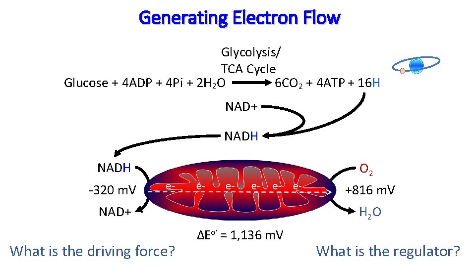 Generating Electron Flow Glycolysis/ TCA Cycle Glucose + 4 ADP + 4 Pi +