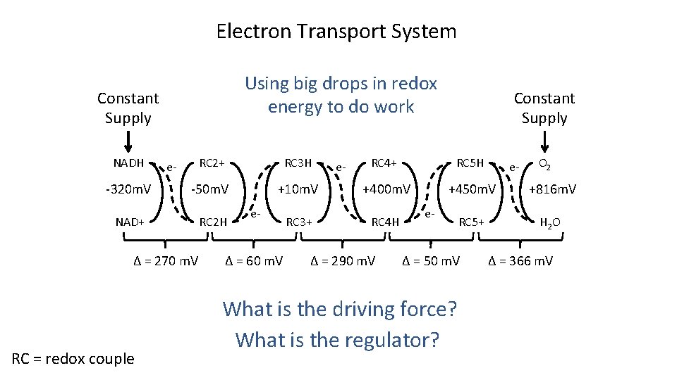 Electron Transport System Using big drops in redox energy to do work Constant Supply