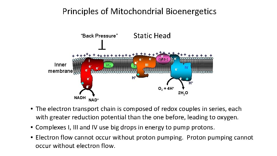 Principles of Mitochondrial Bioenergetics “Back Pressure” Static Head ++ ++ + + + +++