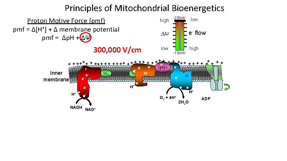 Principles of Mitochondrial Bioenergetics Proton Motive Force (pmf) pmf = Δ[H+] + Δ membrane