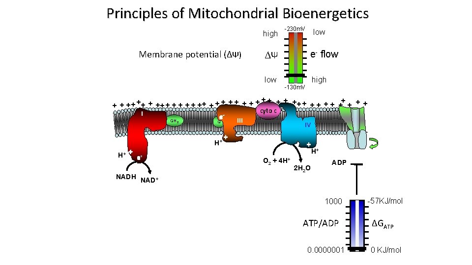 Principles of Mitochondrial Bioenergetics high Membrane potential (∆Ψ) -230 m. V e- flow ∆Ψ