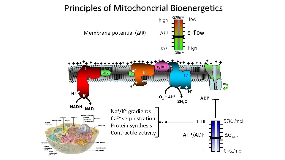 Principles of Mitochondrial Bioenergetics high Membrane potential (∆Ψ) -230 m. V e- flow ∆Ψ