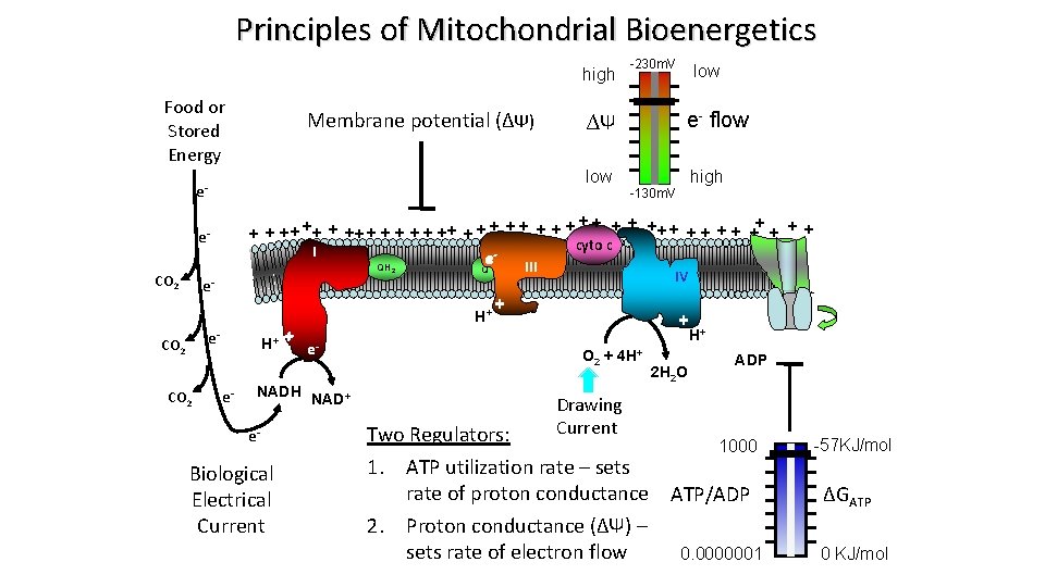 Principles of Mitochondrial Bioenergetics high Food or Stored Energy Membrane potential (∆Ψ) 2 e.