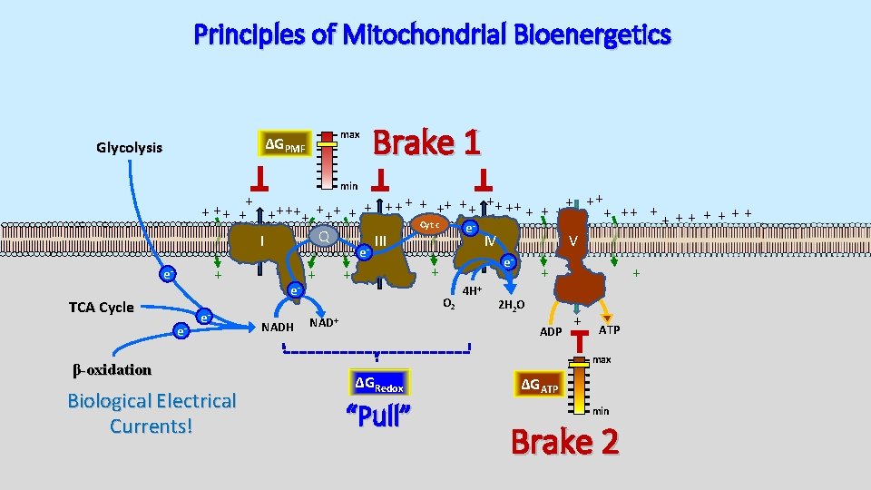 Principles of Mitochondrial Bioenergetics max ΔGPMF Glycolysis Brake 1 min + + ++ ++