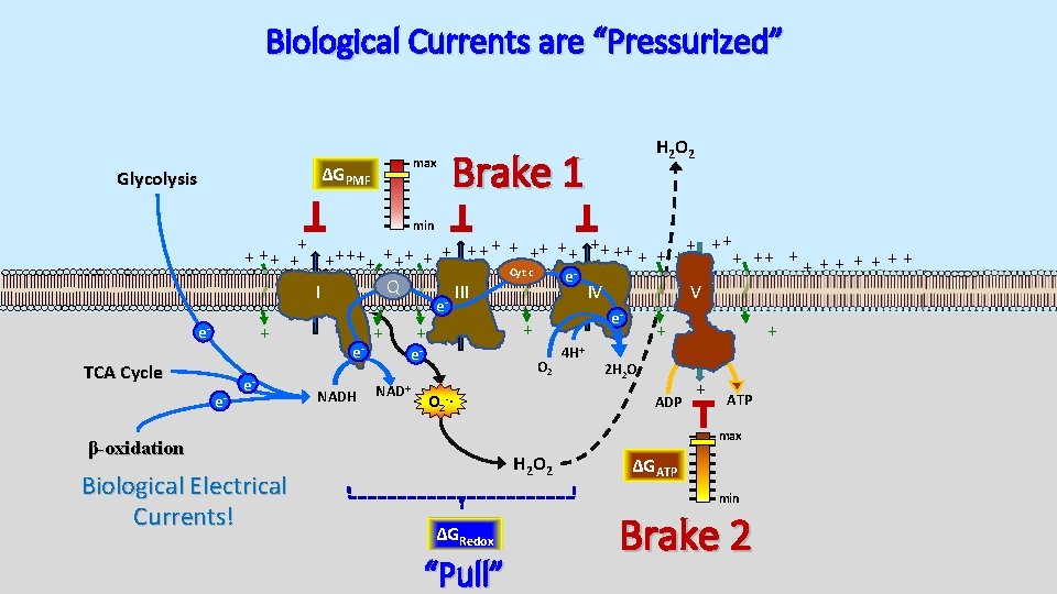 Biological Currents are “Pressurized” max ΔGPMF Glycolysis H 2 O 2 Brake 1 min