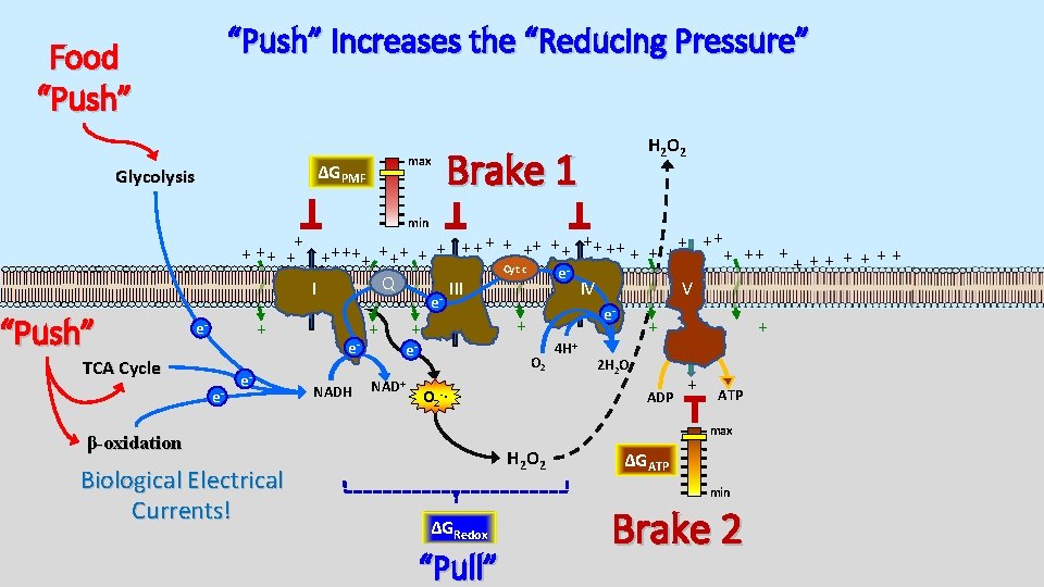“Push” Increases the “Reducing Pressure” Food “Push” max ΔGPMF Glycolysis H 2 O 2