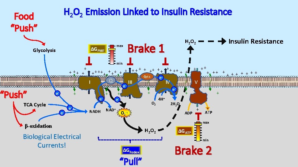 H 2 O 2 Emission Linked to Insulin Resistance Food “Push” max ΔGPMF Glycolysis