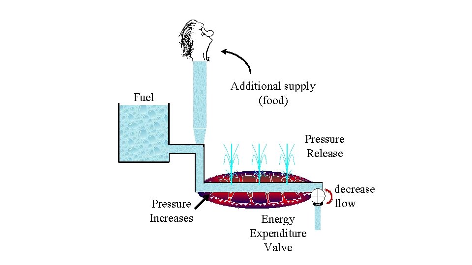 Fuel Additional supply (food) Pressure Release Pressure Increases + + + ++ + +