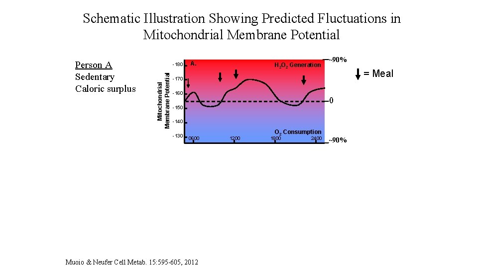 Schematic Illustration Showing Predicted Fluctuations in Mitochondrial Membrane Potential Person B Active Caloric balance