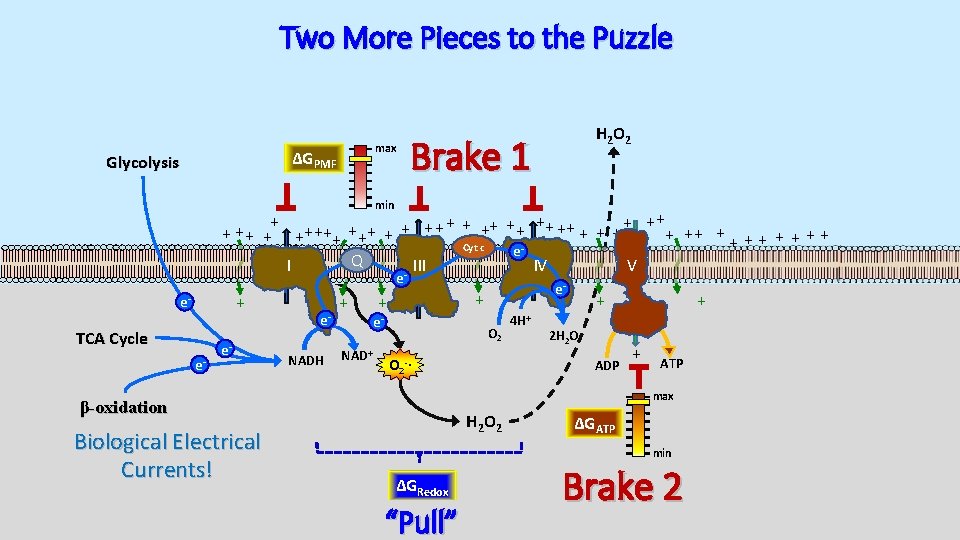 Two More Pieces to the Puzzle max ΔGPMF Glycolysis H 2 O 2 Brake