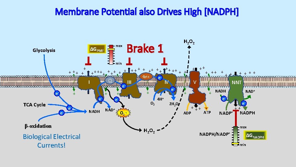 Membrane Potential also Drives High [NADPH] max ΔGPMF Glycolysis H 2 O 2 Brake