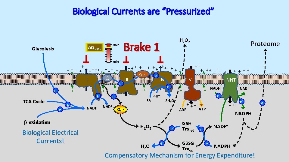 Biological Currents are “Pressurized” max ΔGPMF Glycolysis H 2 O 2 Brake 1 Proteome