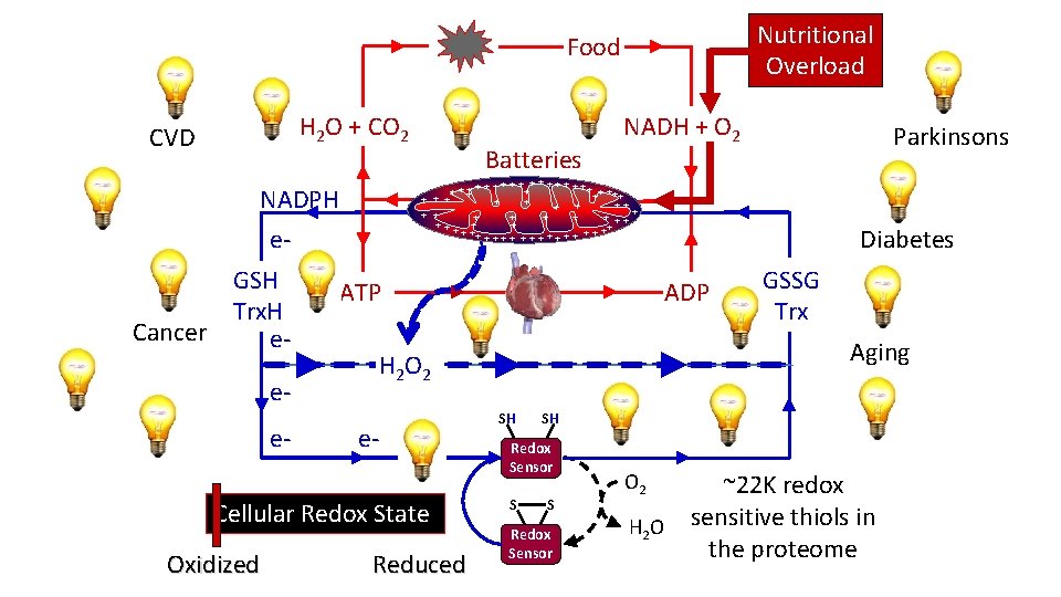 Nutritional Overload Food H 2 O + CO 2 CVD +++ + + ATP