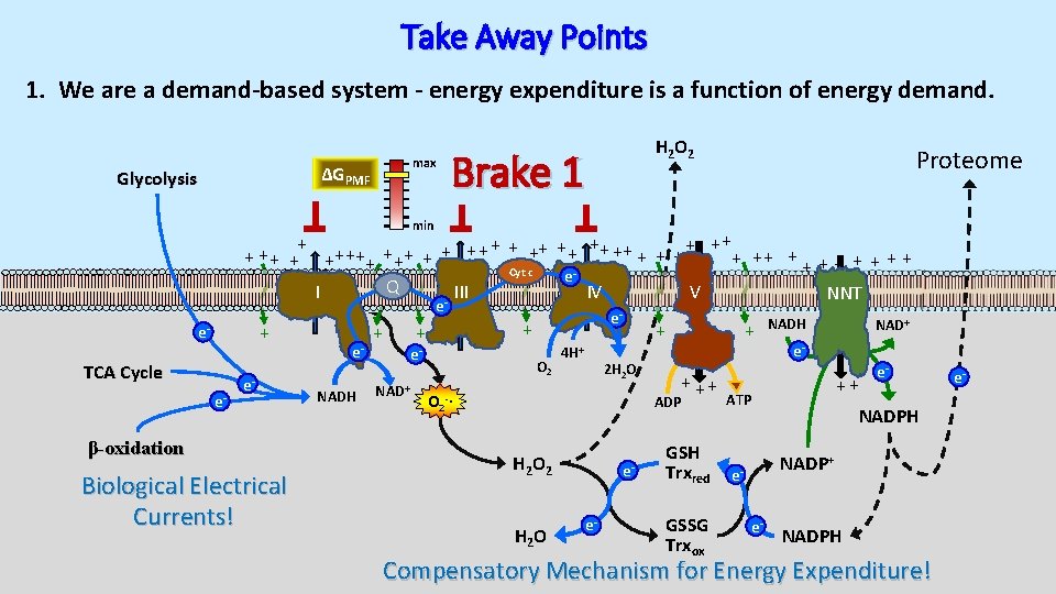 Take Away Points 1. We are a demand-based system - energy expenditure is a