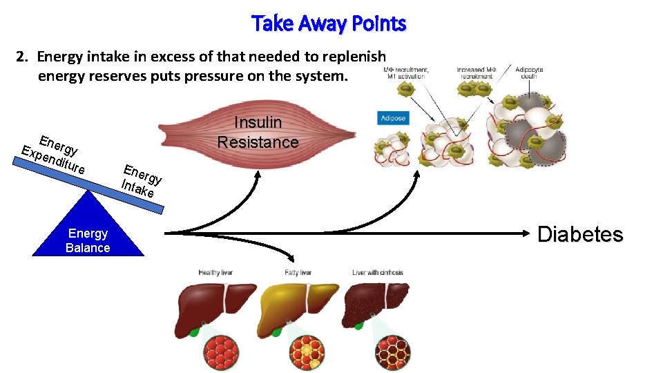 Take Away Points 2. Energy intake in excess of that needed to replenish energy