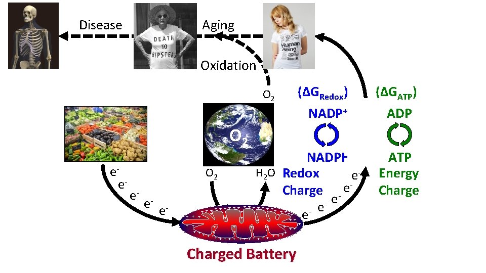 Disease Aging Oxidation O 2 (ΔGRedox) NADP+ O 2 ee- O 2 e- e-