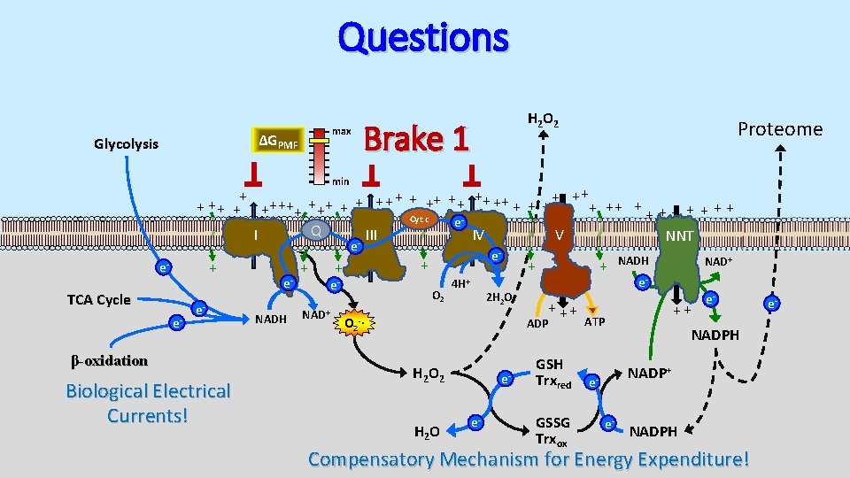 Questions max ΔGPMF Glycolysis H 2 O 2 Brake 1 Proteome min + +