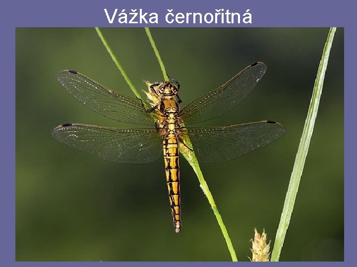 Vážka černořitná Vážka černořitná