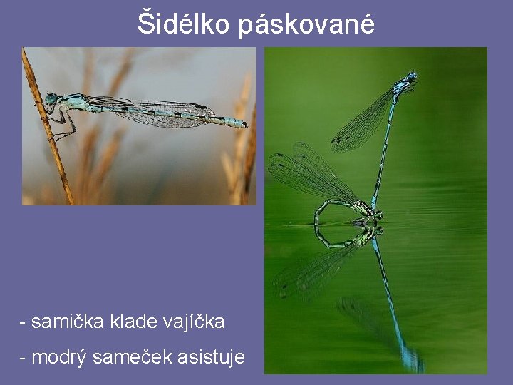 Šidélko páskované - samička klade vajíčka - modrý sameček asistuje Šidélko páskované - samička klade vajíčka - modrý sameček asistuje