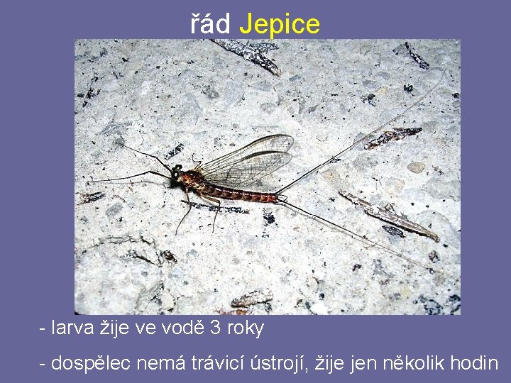 řád Jepice - larva žije ve vodě 3 roky - dospělec nemá trávicí ústrojí, řád Jepice - larva žije ve vodě 3 roky - dospělec nemá trávicí ústrojí,