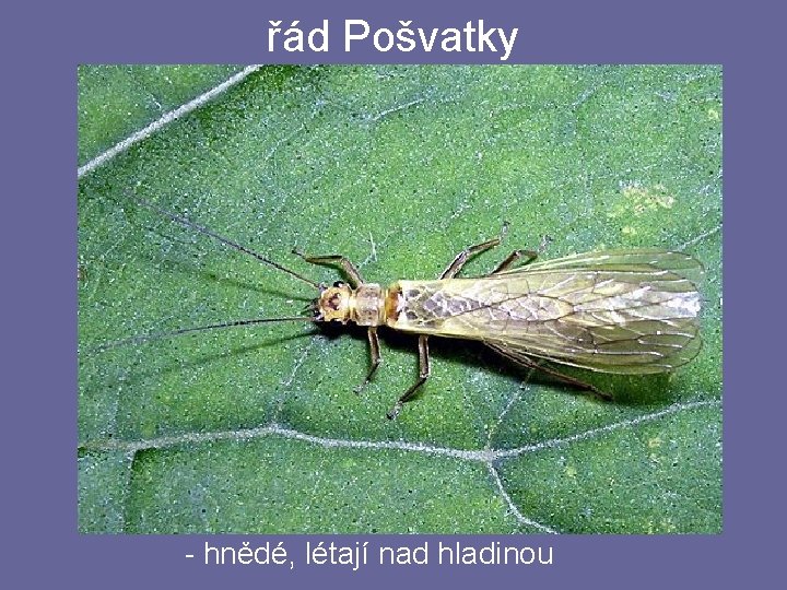 řád Pošvatky - hnědé, létají nad hladinou řád Pošvatky - hnědé, létají nad hladinou
