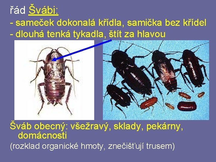 řád Švábi: - sameček dokonalá křídla, samička bez křídel - dlouhá tenká tykadla, štít řád Švábi: - sameček dokonalá křídla, samička bez křídel - dlouhá tenká tykadla, štít