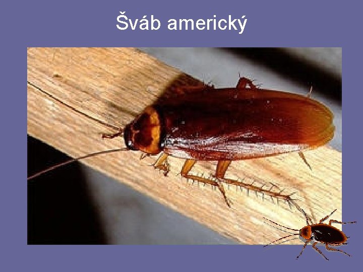 Šváb americký Šváb americký