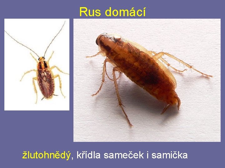 Rus domácí žlutohnědý, křídla sameček i samička Rus domácí žlutohnědý, křídla sameček i samička