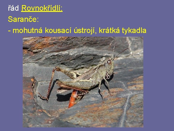 řád Rovnokřídlí: Saranče: - mohutná kousací ústrojí, krátká tykadla řád Rovnokřídlí: Saranče: - mohutná kousací ústrojí, krátká tykadla