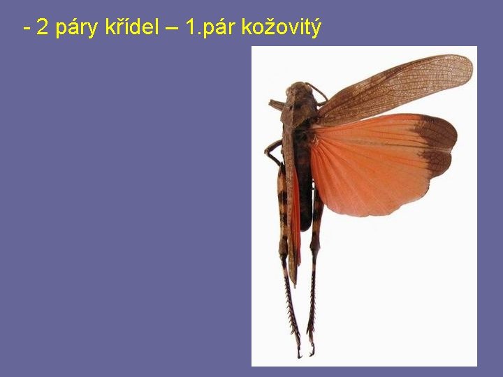 - 2 páry křídel – 1. pár kožovitý - 2 páry křídel – 1. pár kožovitý