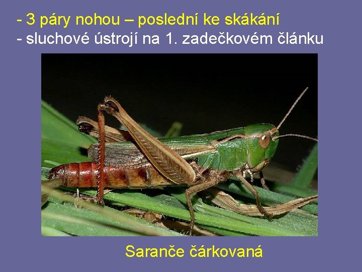 - 3 páry nohou – poslední ke skákání - sluchové ústrojí na 1. zadečkovém - 3 páry nohou – poslední ke skákání - sluchové ústrojí na 1. zadečkovém