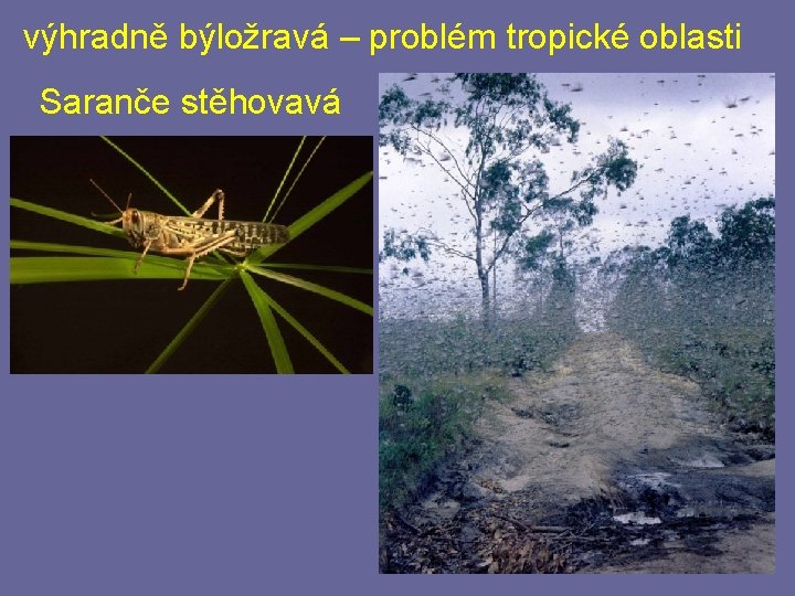 výhradně býložravá – problém tropické oblasti Saranče stěhovavá výhradně býložravá – problém tropické oblasti Saranče stěhovavá