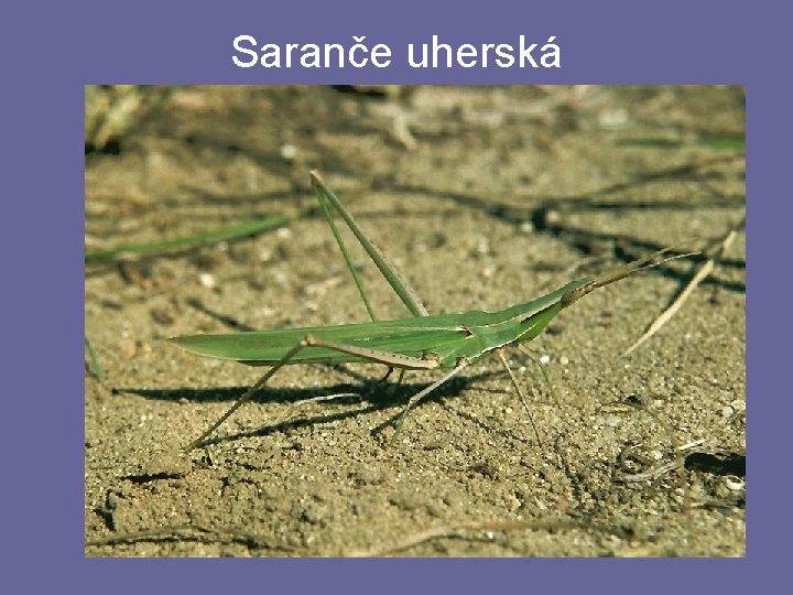 Saranče uherská Saranče uherská