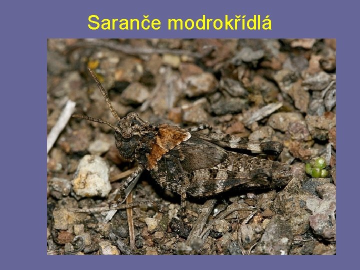 Saranče modrokřídlá Saranče modrokřídlá