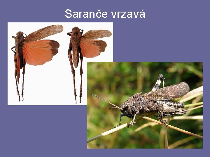 Saranče vrzavá Saranče vrzavá
