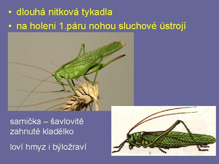 • dlouhá nitková tykadla • na holeni 1. páru nohou sluchové ústrojí samička • dlouhá nitková tykadla • na holeni 1. páru nohou sluchové ústrojí samička