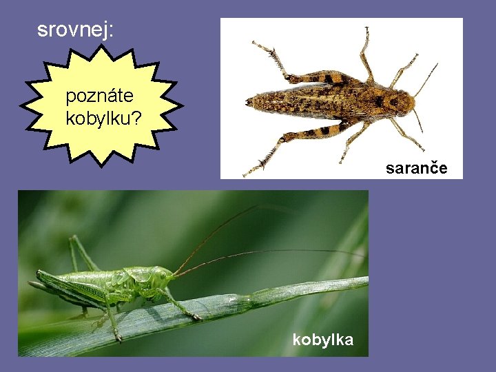 srovnej: poznáte kobylku? saranče kobylka srovnej: poznáte kobylku? saranče kobylka