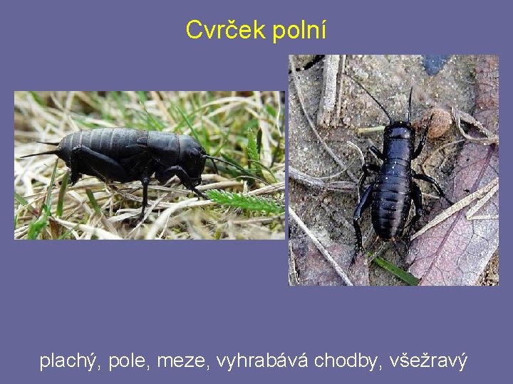 Cvrček polní plachý, pole, meze, vyhrabává chodby, všežravý Cvrček polní plachý, pole, meze, vyhrabává chodby, všežravý