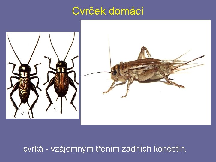 Cvrček domácí cvrká - vzájemným třením zadních končetin. Cvrček domácí cvrká - vzájemným třením zadních končetin.